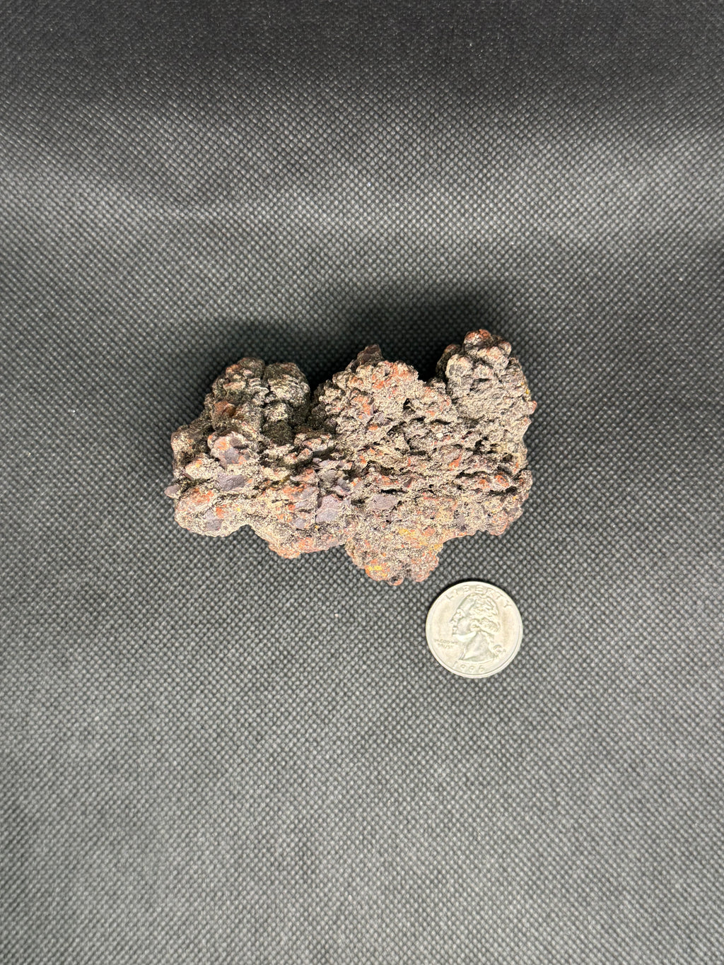 Coprolite