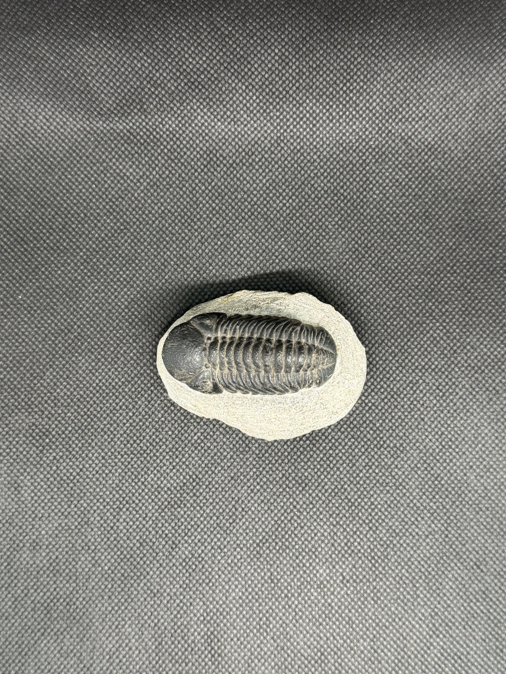 Trilobite