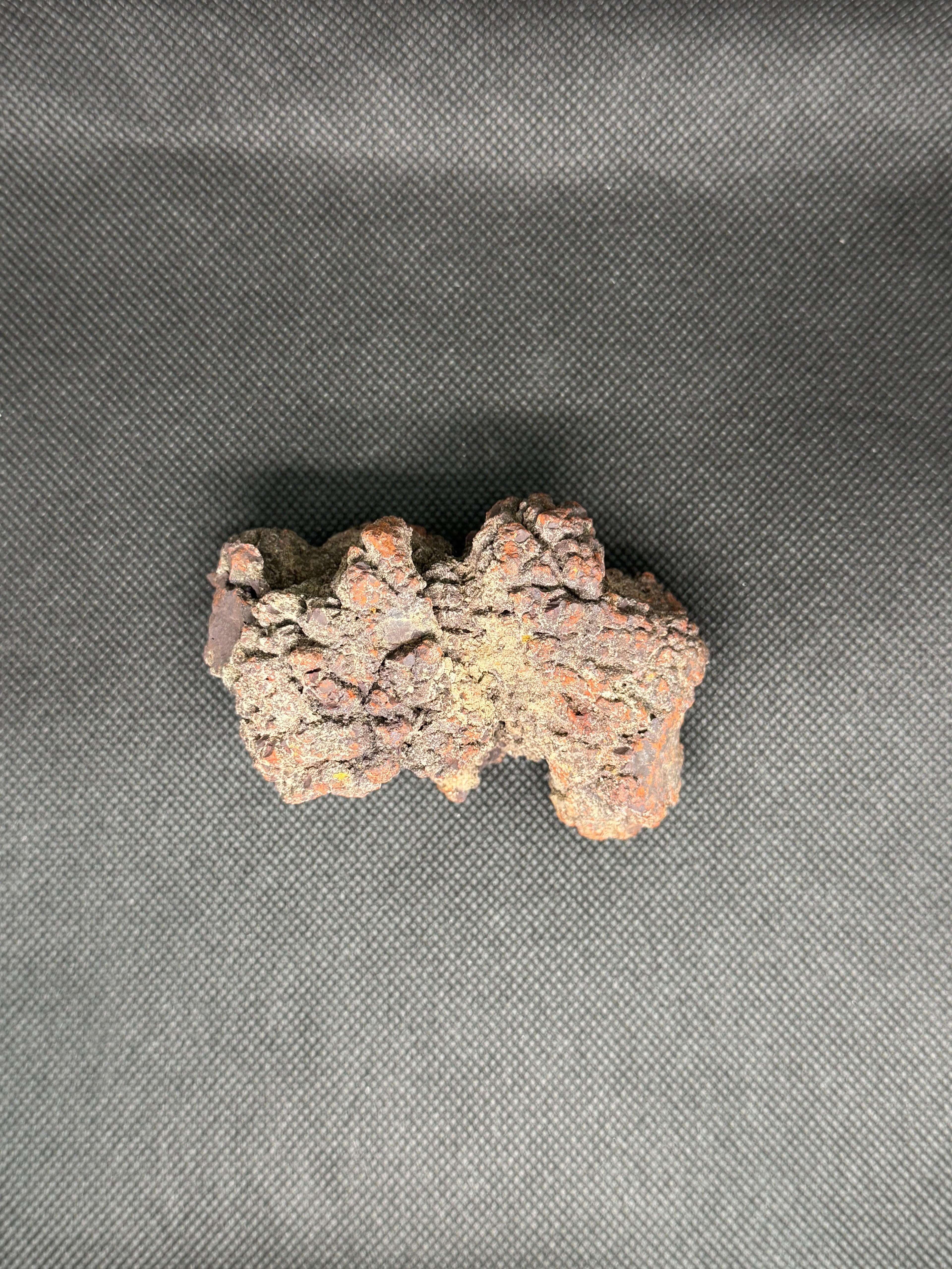 Coprolite