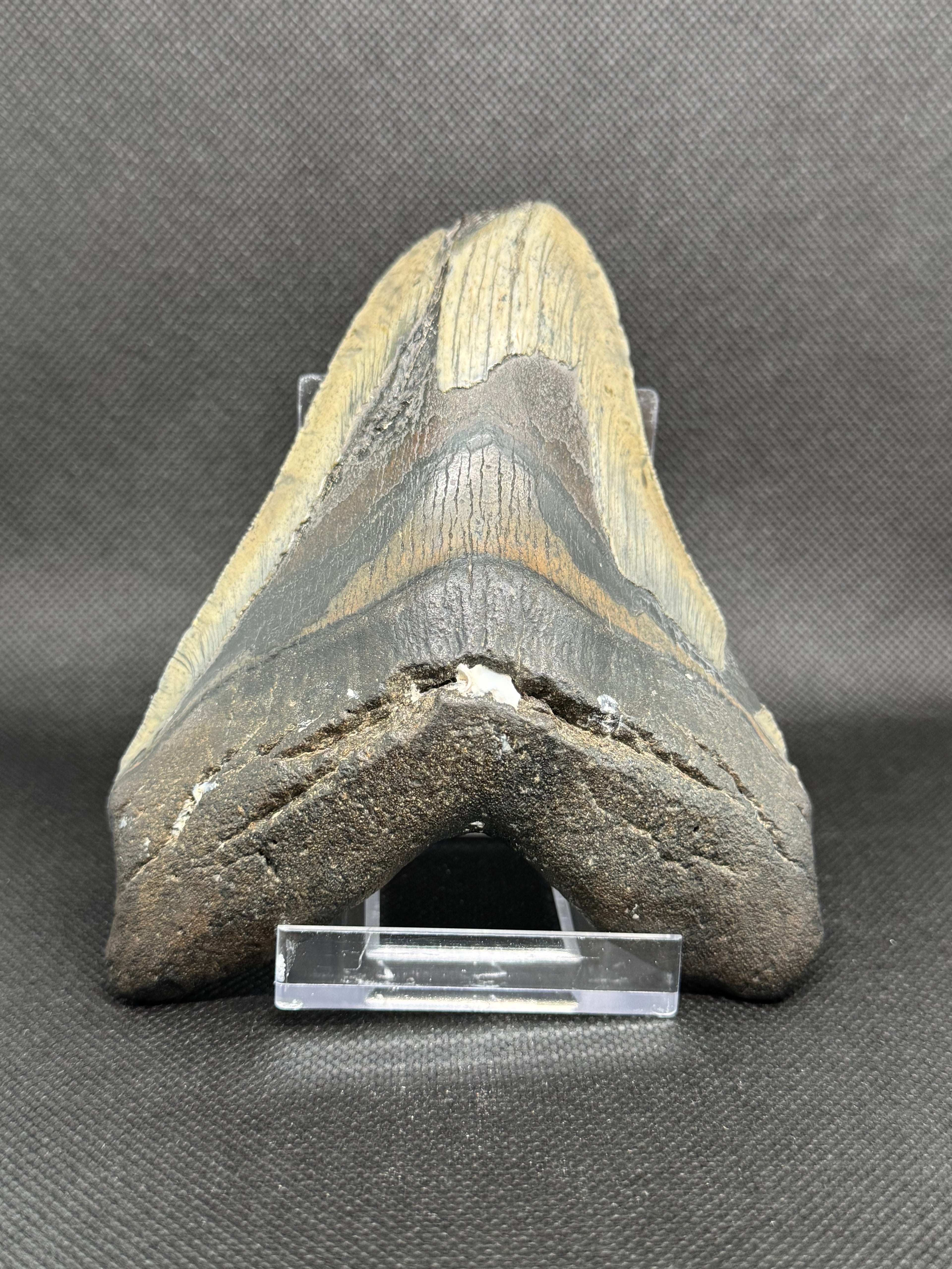 Megalodon