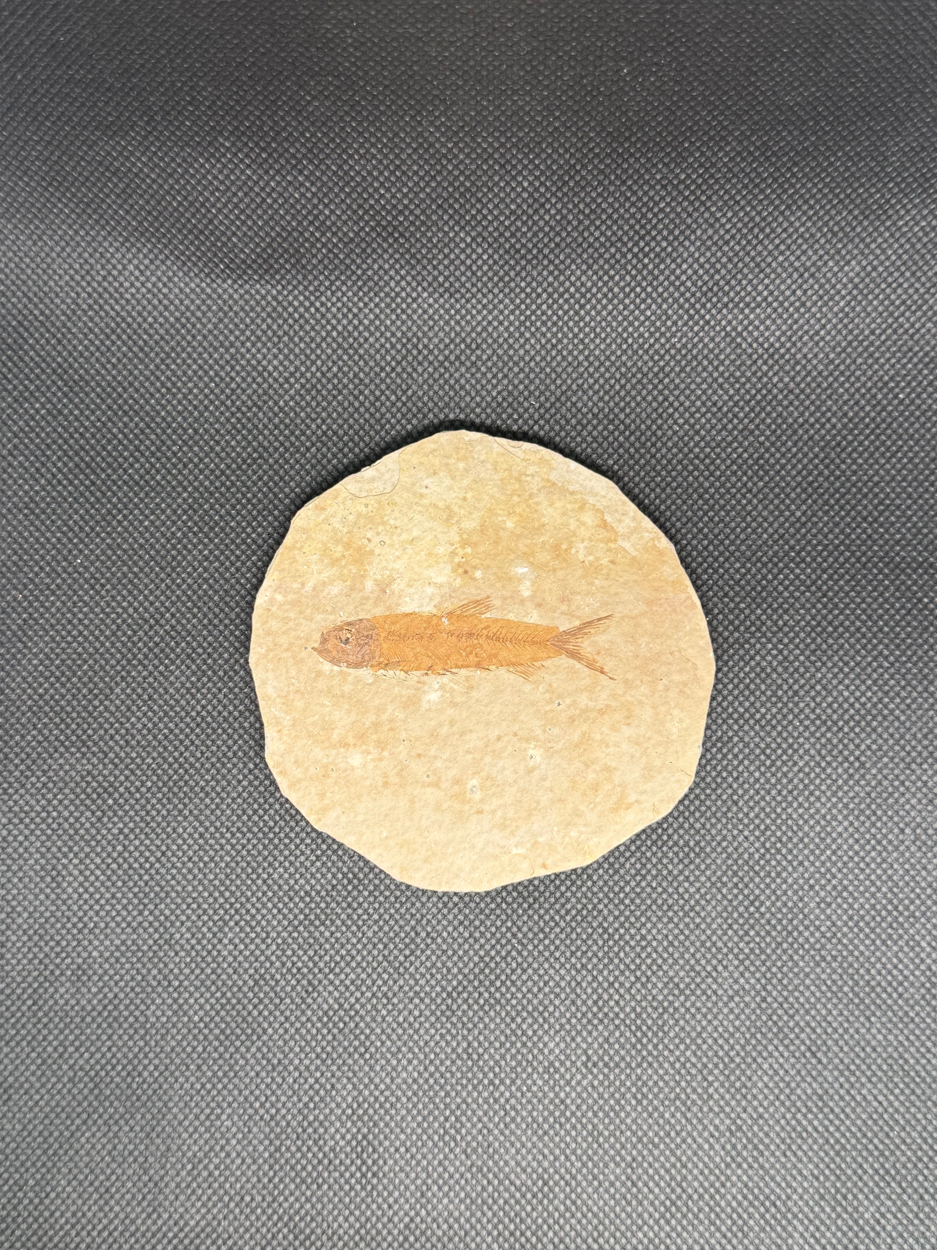 Fish Fossil