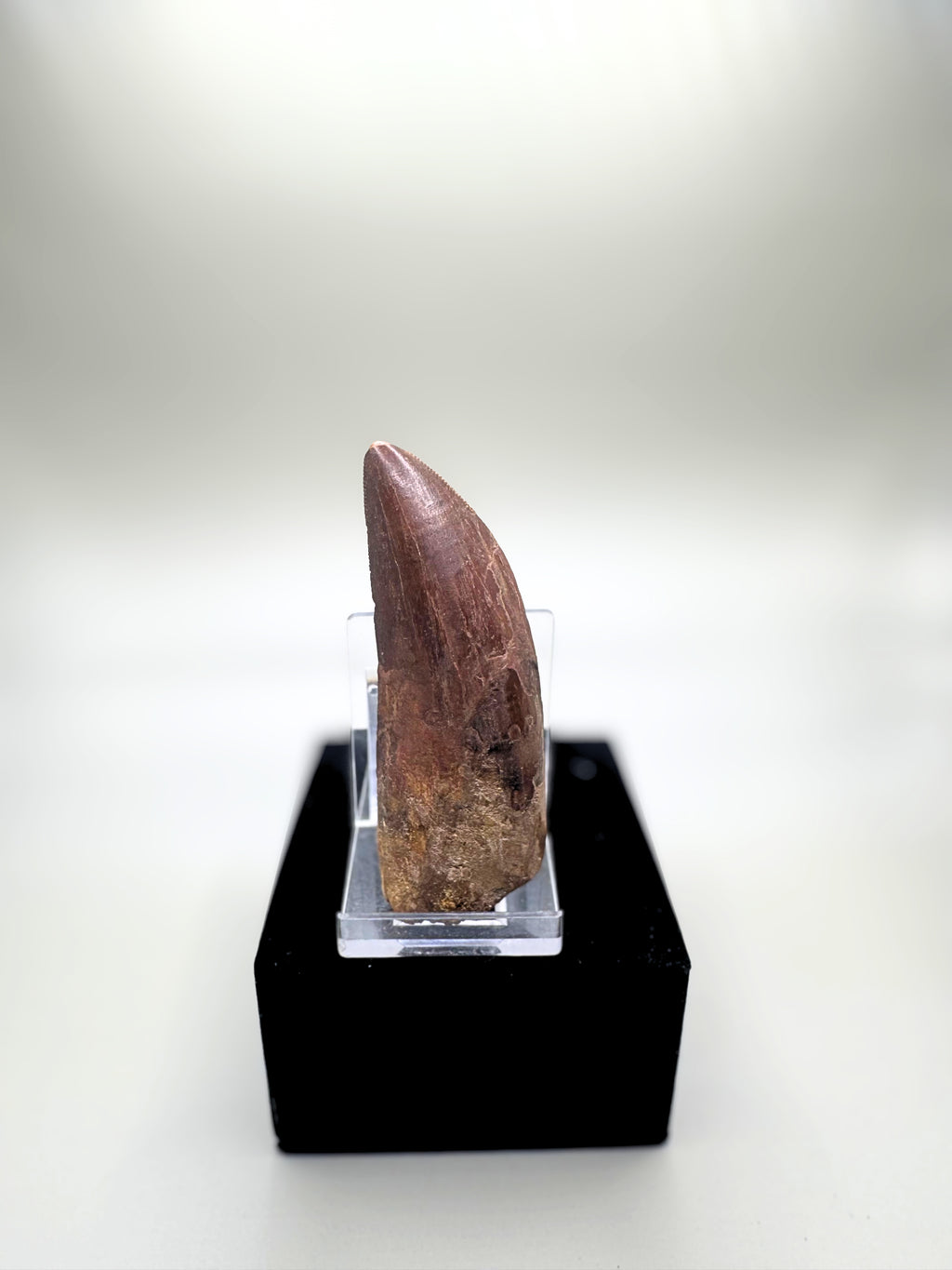 CARCHARODONTOSAURUS SAHARICUS (AFRICAN T. REX)