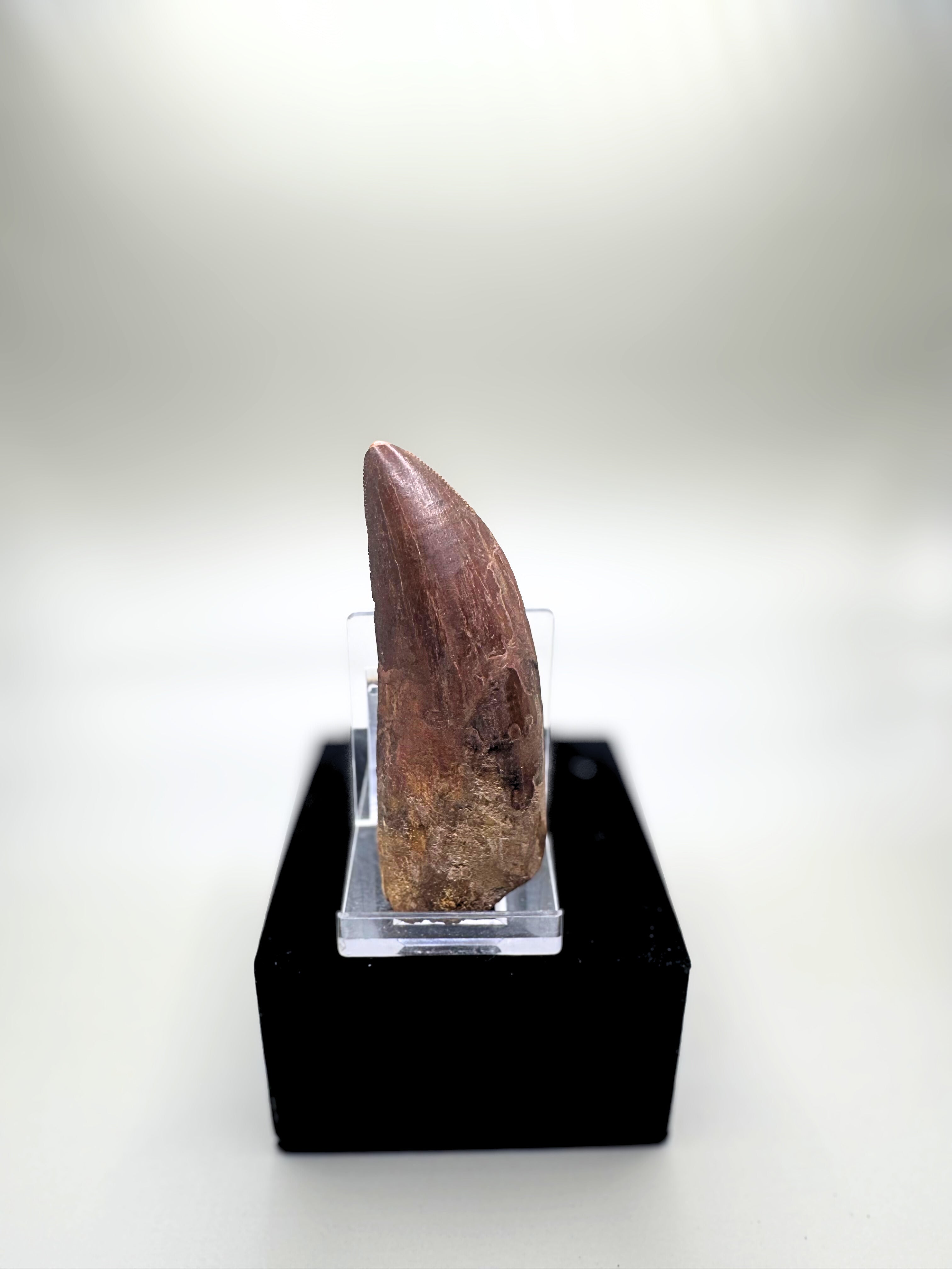 CARCHARODONTOSAURUS SAHARICUS (AFRICAN T. REX)