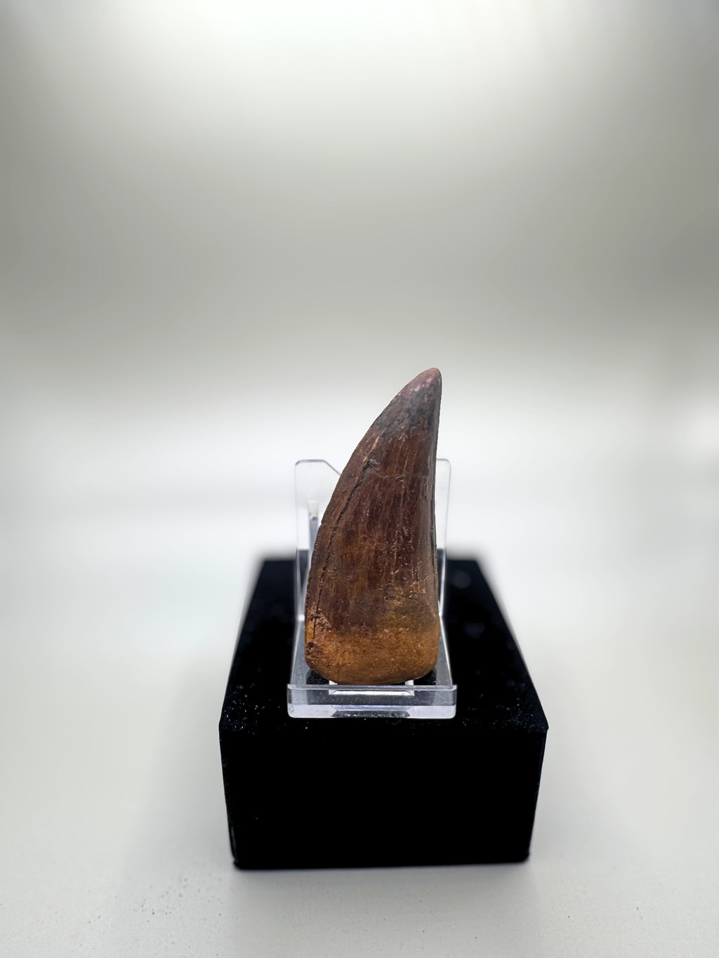 CARCHARODONTOSAURUS SAHARICUS (AFRICAN T. REX)